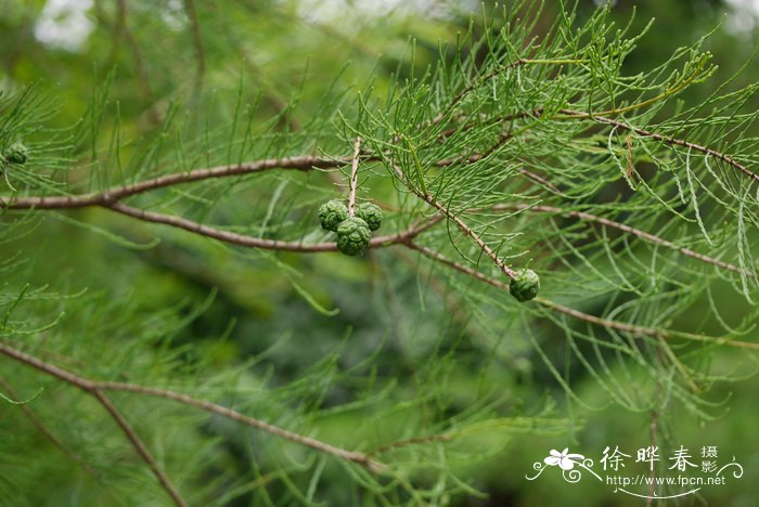 池杉Taxodium distichum var. imbricatum