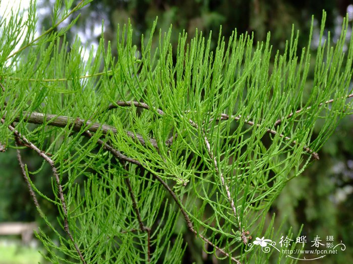 池杉Taxodium distichum var. imbricatum