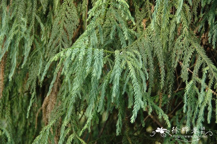 台湾杉Taiwania cryptomerioides