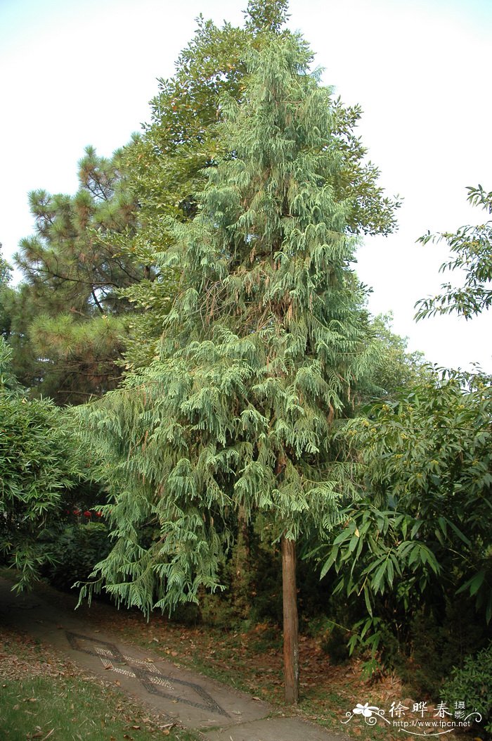 台湾杉Taiwania cryptomerioides