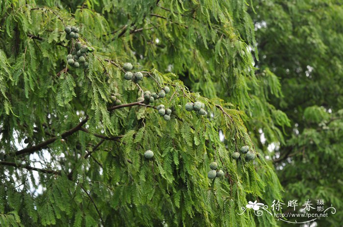 落羽杉Taxodium distichum