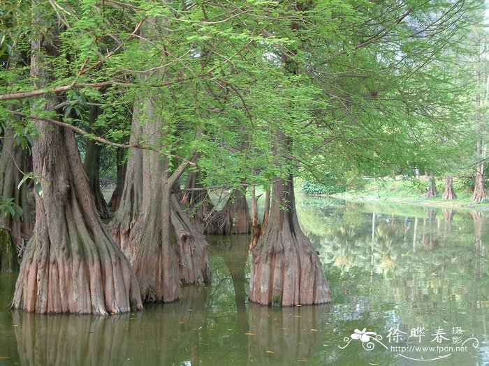 落羽杉Taxodium distichum