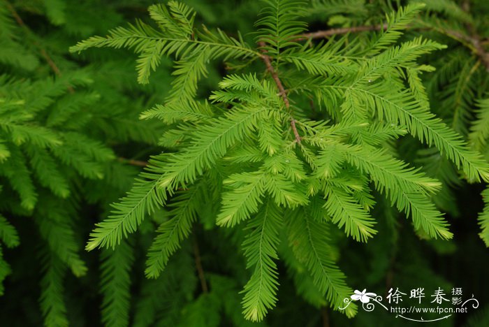 落羽杉Taxodium distichum