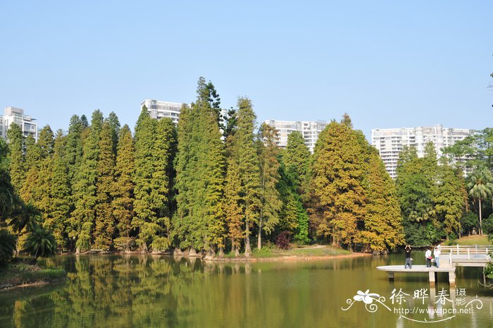 落羽杉Taxodium distichum