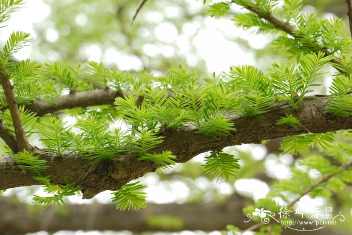 墨西哥落羽杉Taxodium mucronatum