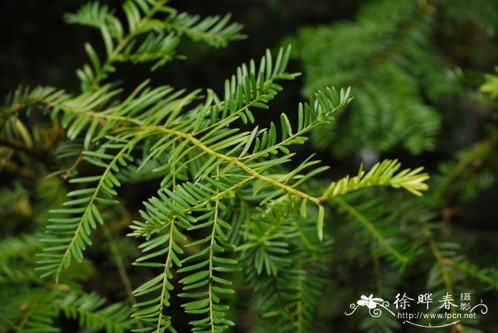 西藏红豆杉Taxus wallichiana