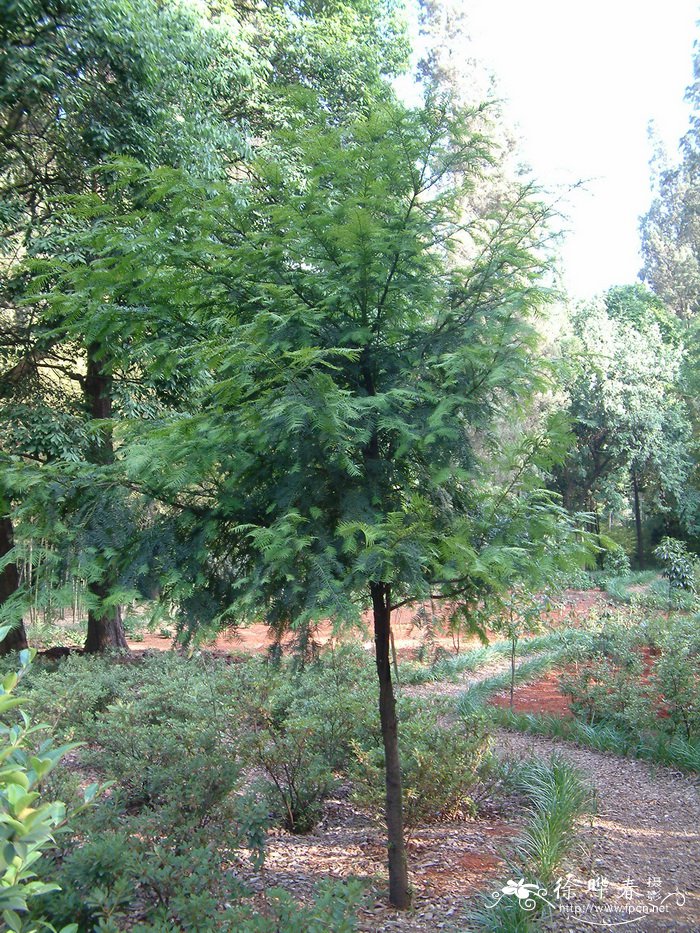 西藏红豆杉Taxus wallichiana