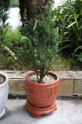 曼地亚红豆杉Taxus × media