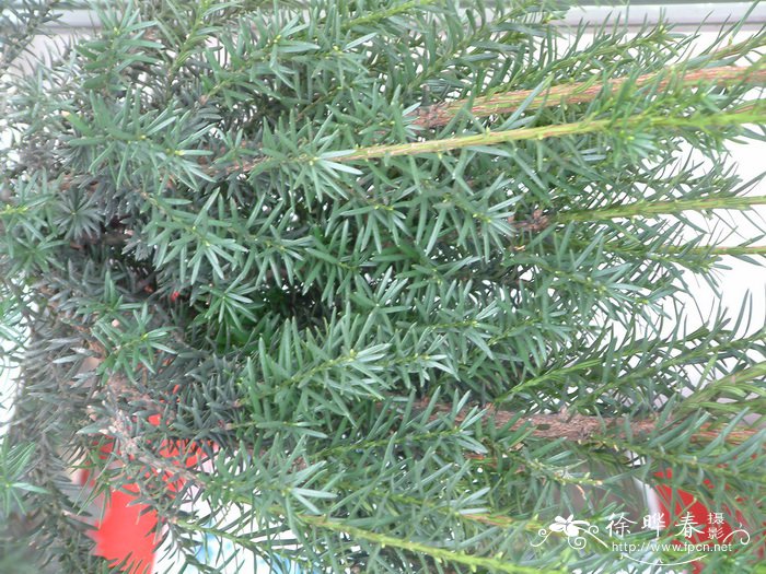 曼地亚红豆杉Taxus × media