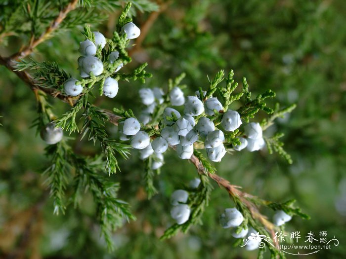 杉松Abies holophylla