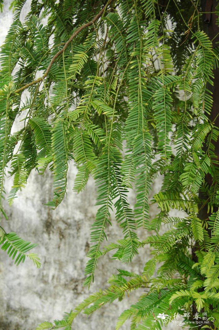 穗花杉Amentotaxus argotaenia