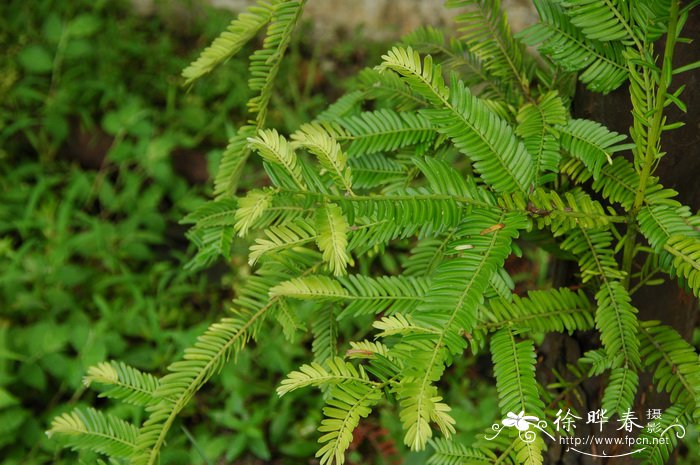 穗花杉Amentotaxus argotaenia