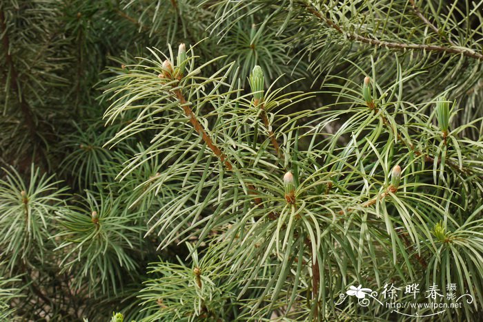 银杉Cathaya argyrophylla