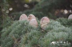 雪松Cedrus deodara