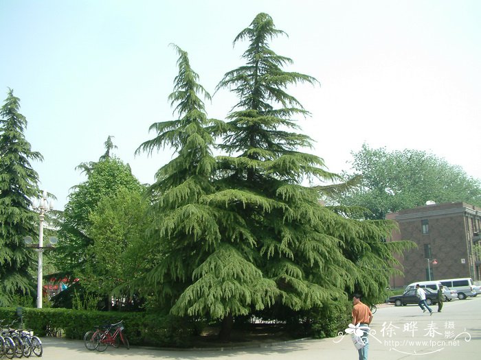 雪松Cedrus deodara