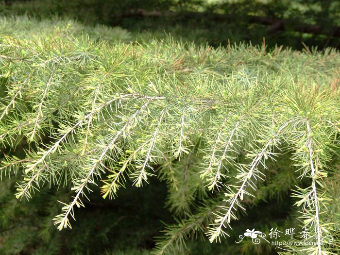 雪松Cedrus deodara