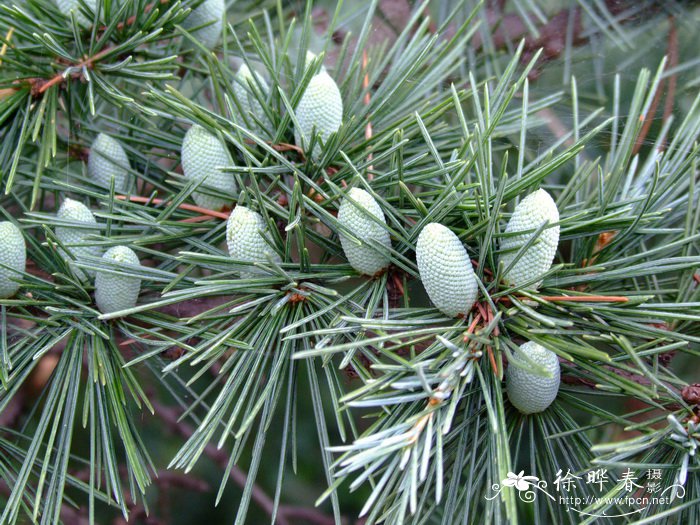 雪松Cedrus deodara