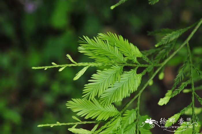 鸡毛松Dacrycarpus imbricatus