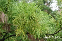 陆均松Dacrydium pectinatum