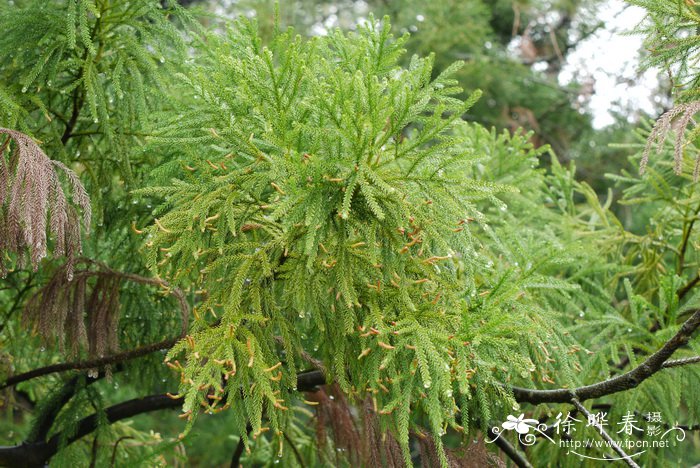 陆均松Dacrydium pectinatum