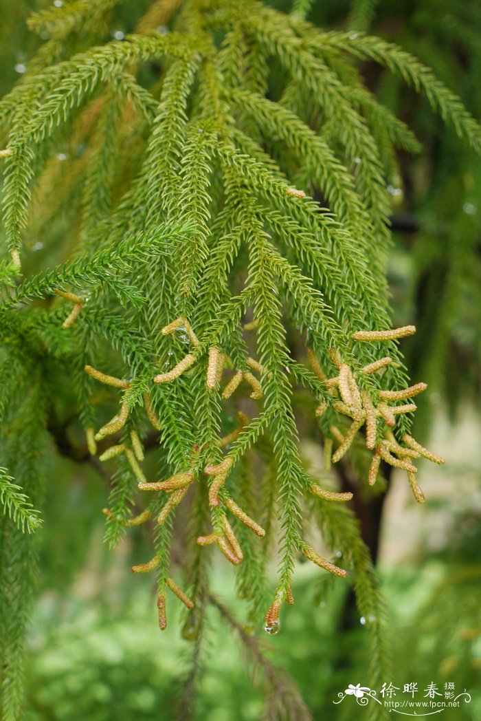 陆均松Dacrydium pectinatum