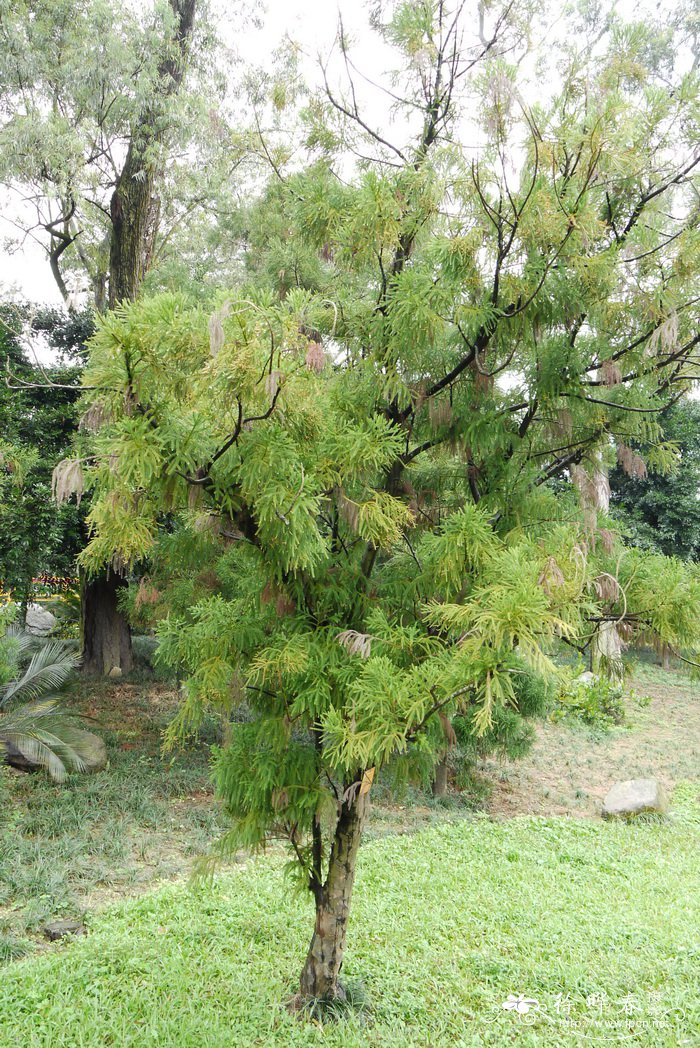 陆均松Dacrydium pectinatum