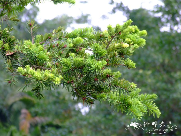 油杉Keteleeria fortunei