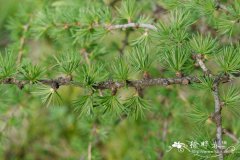 太白红杉Larix potaninii var. chinensis