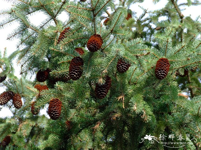 欧洲云杉Picea abies