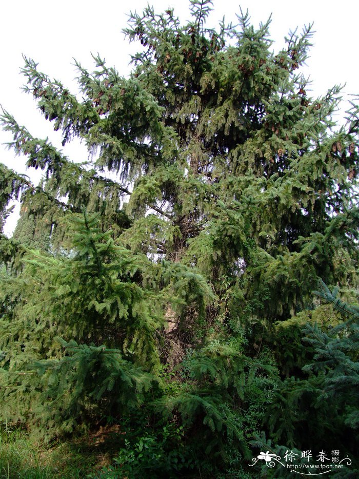 欧洲云杉Picea abies