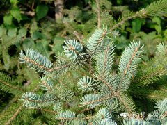 云杉Picea crassifolia