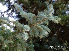 青海云杉Picea crassifolia