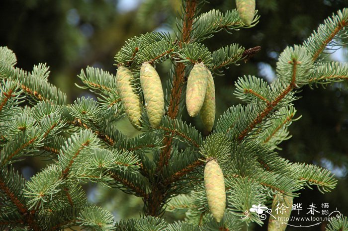 红皮云杉Picea koraiensis