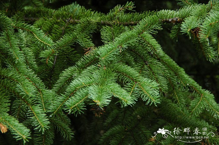 红皮云杉Picea koraiensis