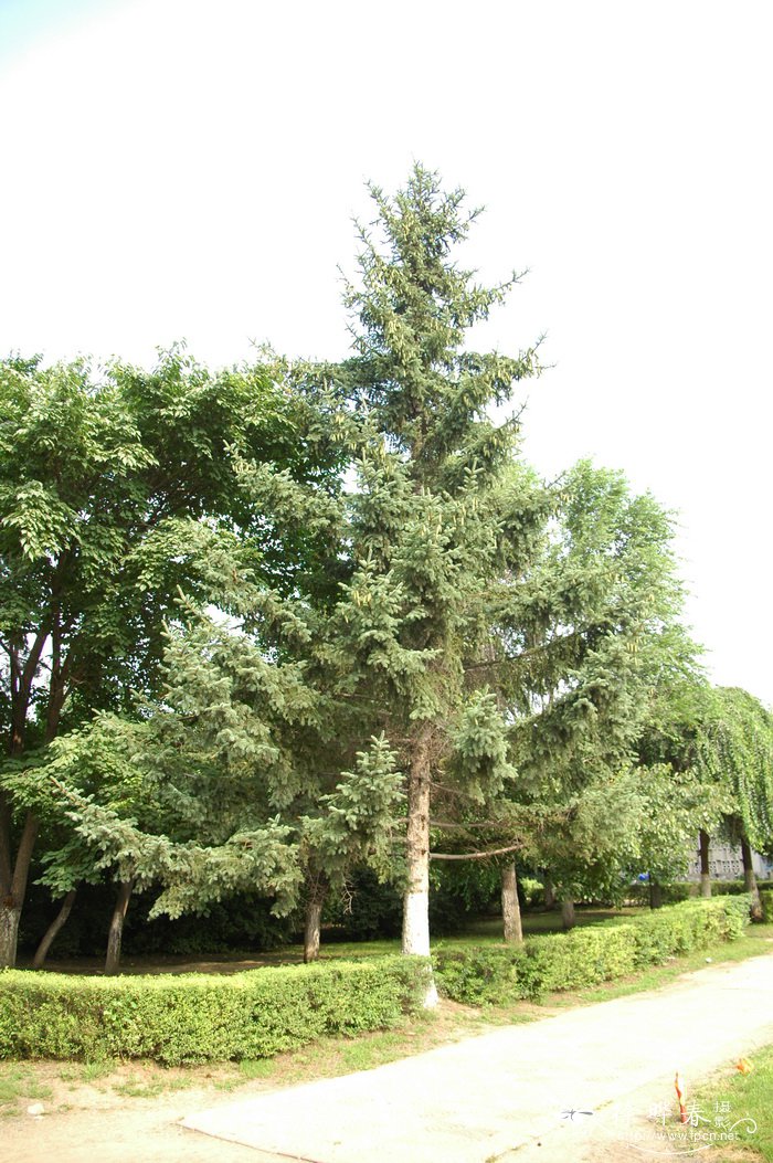 红皮云杉Picea koraiensis