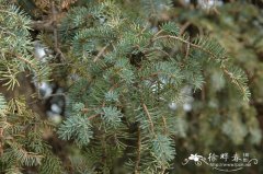 蒙古云杉Picea meyeri var. mogolica