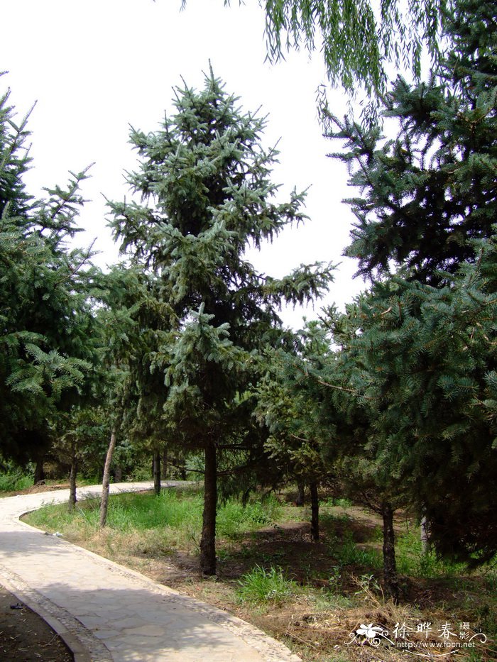 白扦Picea meyeri