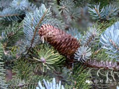 白扦Picea meyeri