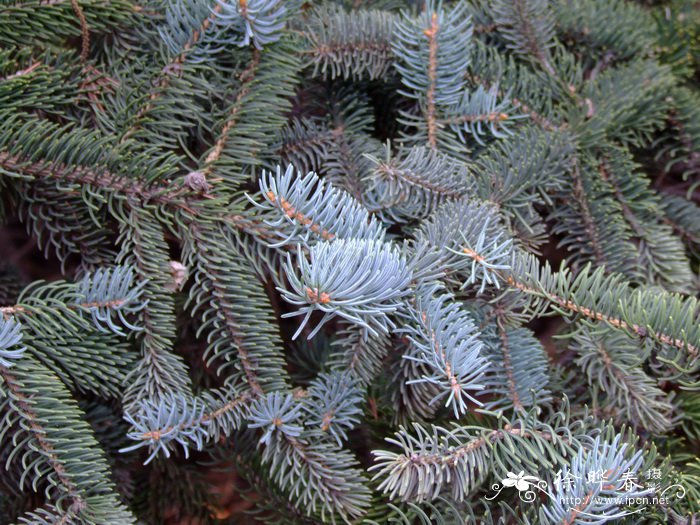 白扦Picea meyeri