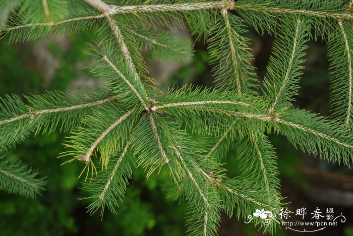 青扦Picea wilsonii
