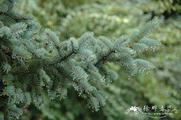 青扦Picea wilsonii