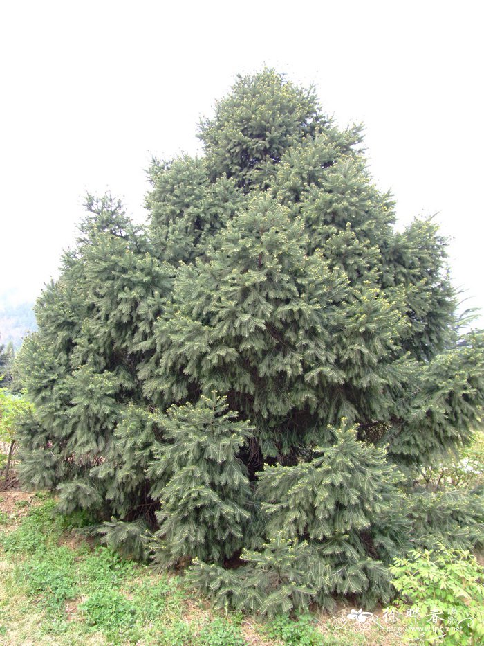 青扦Picea wilsonii