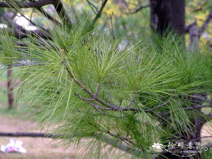 华山松Pinus armandii