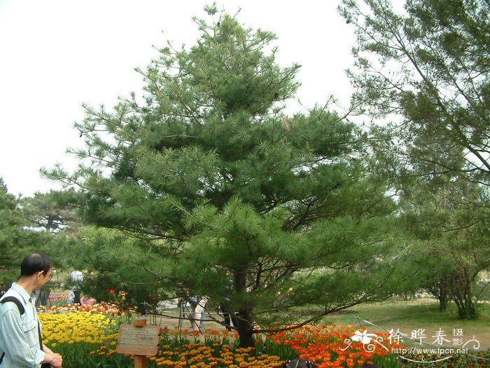 华山松Pinus armandii