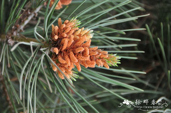白皮松Pinus bungeana
