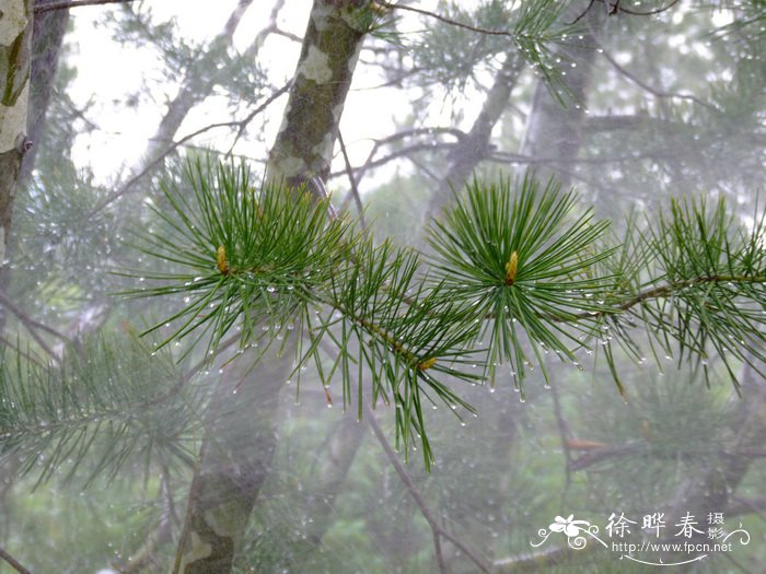 白皮松Pinus bungeana