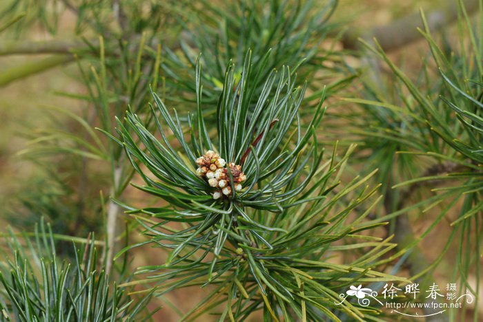 华南五针松Pinus kwangtungensis