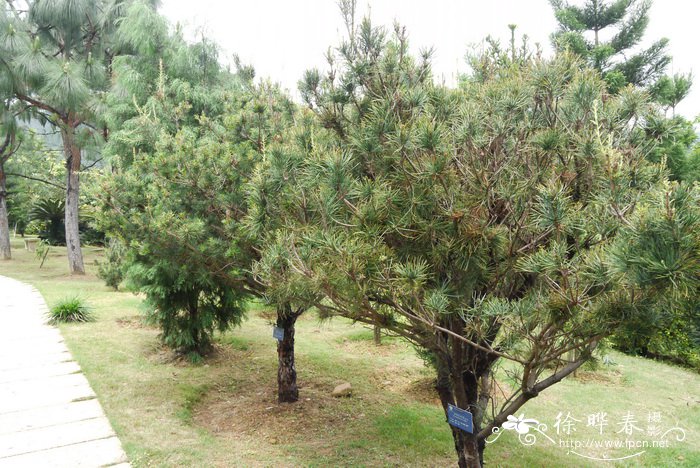 华南五针松Pinus kwangtungensis