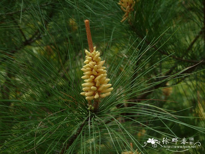 马尾松Pinus massoniana