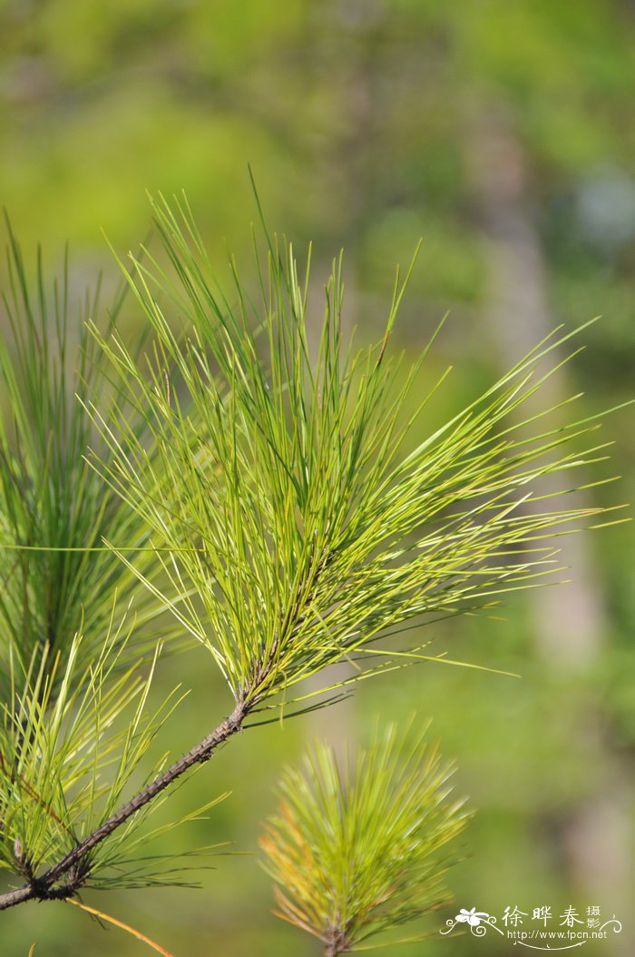 马尾松Pinus massoniana